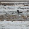 January 13, 2009 Image